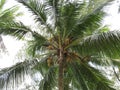 Palm tree with coconuts, view from bottom to top Royalty Free Stock Photo