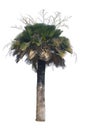 Palm tree Copernicia Baileyana