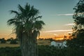 Palm tree and cottage at sunset on a farmstead Royalty Free Stock Photo