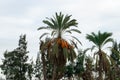 Palm tree in the countryside without pruning