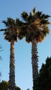 A palm tree couple reflecting the sunset