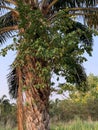 Palm tree covered with parasitic plant