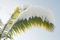 A palm tree covered in snow on a sunny day, perfect for winter or holiday-themed projects Royalty Free Stock Photo