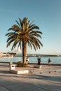 Palm tree in Croatian Dalmatian city riva Royalty Free Stock Photo