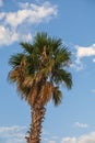 Palm tree - crown of a tree. The background is a blue sky with white clouds