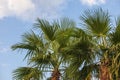 Palm tree - crown of a tree. The background is a blue sky with white clouds Royalty Free Stock Photo