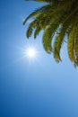 Palm tree crown at clear sunny summer day Royalty Free Stock Photo