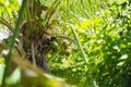 Palm tree crown with coconuts Royalty Free Stock Photo