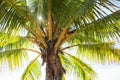 Palm tree crown with coconuts. Sunny day on tropical island. Coconut palm shadow with sun backlight photo. Royalty Free Stock Photo