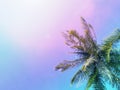 Palm tree crown on sky background. Palm leaves over blue sky. Pink and blue toned photo. Royalty Free Stock Photo