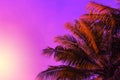 Palm tree crown on sunset sky background. Fantastic red sky and palm leaf toned photo
