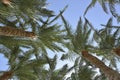 Palm tree crowns close-up against the blue sky on a sunny day. Royalty Free Stock Photo