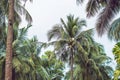 Palm tree crowns with green leaves on sunny sky background. Coco Royalty Free Stock Photo