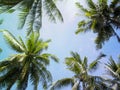 Palm tree crowns with green leaves on sunny sky background. Light blue toned photo. Royalty Free Stock Photo