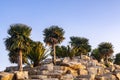 Palm tree and cycad tree decorated in the beautiful rock garden