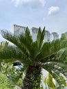 Cycas javana palm tree Royalty Free Stock Photo