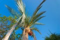 Palm tree with data fruits against a beautiful blue sky