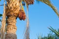 Palm tree with data fruits against a blue sky