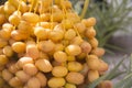 Palm Tree with date fruits Royalty Free Stock Photo