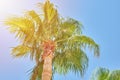 palm tree with a date fruits against blue sky. Summer travel concept Royalty Free Stock Photo