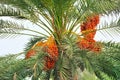 Palm tree with Dates Royalty Free Stock Photo