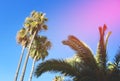 Palm tree with dates against the blue sky. Date Palm Phoenix dactylifera, tree of the palm family Arecaceae cultivated for its Royalty Free Stock Photo