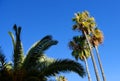 Palm tree with dates against the blue sky. Date Palm Phoenix dactylifera, tree of the palm family Arecaceae cultivated for its Royalty Free Stock Photo