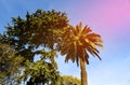 Palm tree with dates against the blue sky. Date Palm Phoenix dactylifera, tree of the palm family Arecaceae cultivated for its Royalty Free Stock Photo