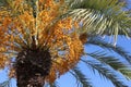 Palm tree with dates against the blue sky. Phoenix dactylifera. Royalty Free Stock Photo