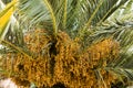 palm tree dates of amber color. Close up. abstract textured natural background Royalty Free Stock Photo