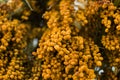 palm tree dates of amber color. Close up. abstract textured natural background Royalty Free Stock Photo