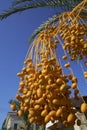 Palm Tree Dates Royalty Free Stock Photo