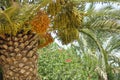 Palm tree, dates