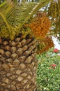 Palm tree, dates Royalty Free Stock Photo