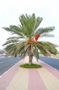 Palm tree with Dates on middle of road Royalty Free Stock Photo