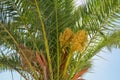 Palm tree dates with orange flowers Royalty Free Stock Photo