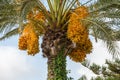 Palm Tree with Dates on it Royalty Free Stock Photo