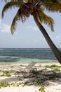 Palm tree and deckchair Royalty Free Stock Photo