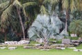 Palm tree decorate in garden