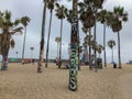 Palm tree decorated or destroyed with graffiti at Venice Beach