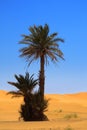 Palm tree on desert Royalty Free Stock Photo