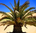 Namibia, Walvis Bay, Palm Tree on front of Dune