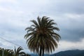 Palm Tree Detail Nature Vacation Coast Tropic Paradise Royalty Free Stock Photo