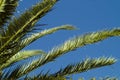 Palm tree detail on blue sky Royalty Free Stock Photo