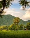 A palm tree with a distinctive middle of the farm Royalty Free Stock Photo