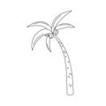 Palm tree doodle isolated. Vector illustration of cute hand drawn outline tropical tree. Palm and coconuts. Black and white