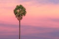 Palm tree on dramatic sunset background Royalty Free Stock Photo