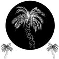 Palm Tree Drawing Royalty Free Stock Photo