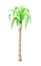 Palm tree drawing isolated on white background Royalty Free Stock Photo