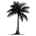 A palm tree is drawn in black and white Royalty Free Stock Photo